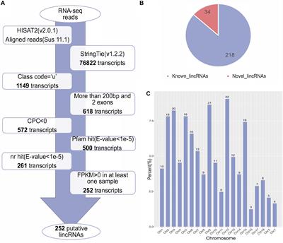 Identification and Functional Prediction of Long Intergenic Non-coding RNAs Related to Subcutaneous Adipose Development in Pigs